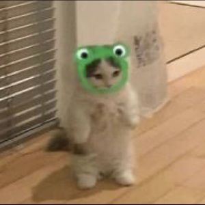 Meet your Posher, Kai